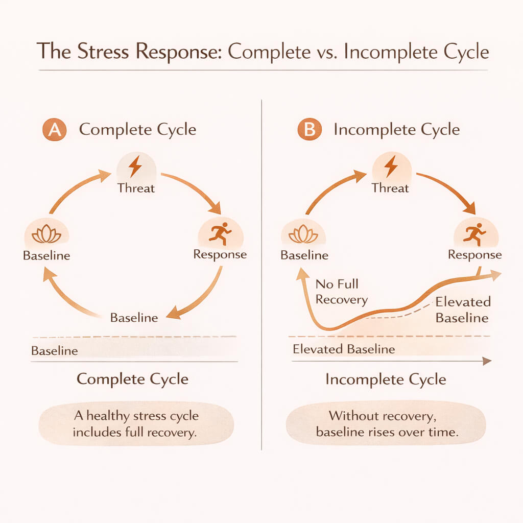 stress response complete vs incomplete cycle